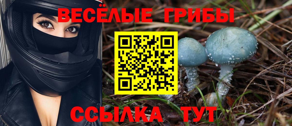 Галлюциногенные грибы Psilocybe Похвистнево